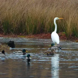 De Vresselse Bossen - Sint-Oedenrode