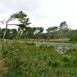 De Vresselse Bossen - Sint-Oedenrode
