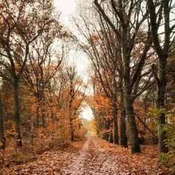 De Vresselse Bossen - Sint-Oedenrode