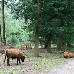 De Vresselse Bossen - Sint-Oedenrode