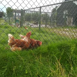Sint-Oedenrode Windmill (De Hoop) - Sint-Oedenrode