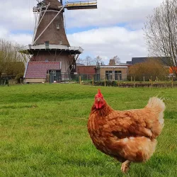 Sint-Oedenrode Windmill (De Hoop) - Sint-Oedenrode