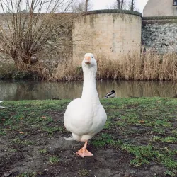 City Walls and Gates - Sittard