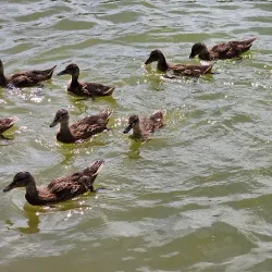 Gracht Park - Sittard