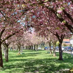 Gracht Park - Sittard