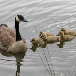Park Schutterswei - Sittard