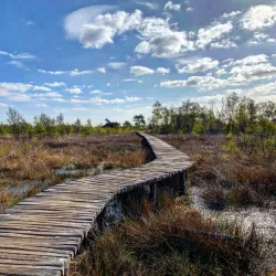 De Groote Peel National Park - Someren