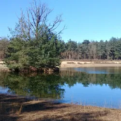 Heidebloem Nature Reserve - Someren