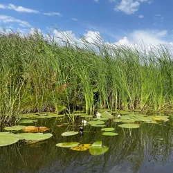 De Weerribben-Wieden National Park - Steenwijk