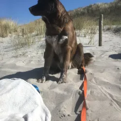 De Banjaard Beach - Terneuzen