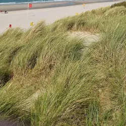 De Banjaard Beach - Terneuzen