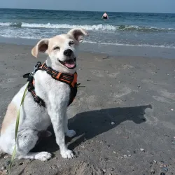 De Banjaard Beach - Terneuzen