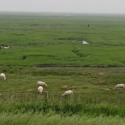 Het Verdronken Land van Saeftinghe - Terneuzen