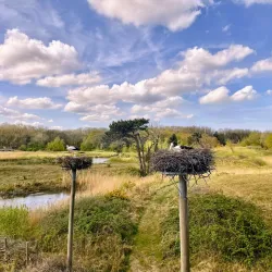 Zuidzwin Nature Reserve - Terneuzen