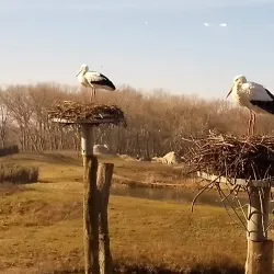 Zuidzwin Nature Reserve - Terneuzen