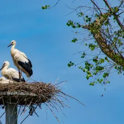 Zuidzwin Nature Reserve - Terneuzen