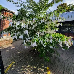 Peace Palace (Vredespaleis) - The Hague (Den Haag)