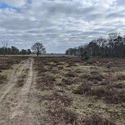 De Maashorst Nature Reserve - Uden