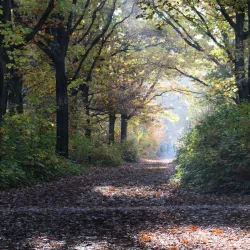 De Maashorst Nature Reserve - Uden