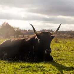 De Maashorst Nature Reserve - Uden