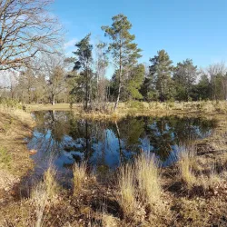 De Maashorst Nature Reserve - Uden