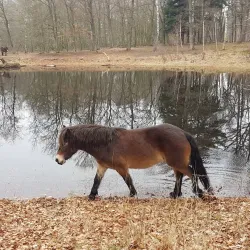 De Maashorst Nature Reserve - Uden
