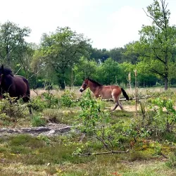 De Maashorst Nature Reserve - Uden