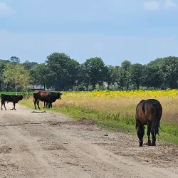 De Maashorst Nature Reserve - Uden