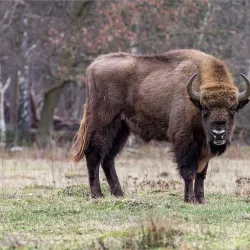 De Maashorst Nature Reserve - Uden