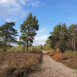 De Maashorst Nature Reserve - Uden