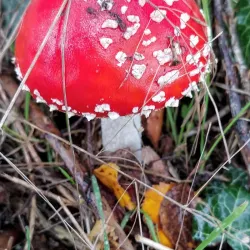 De Oude Molen - Uden