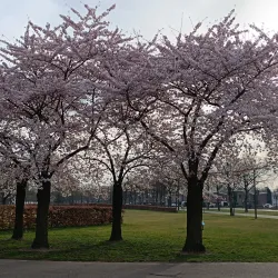 Uden City Park (Stadspark) - Uden