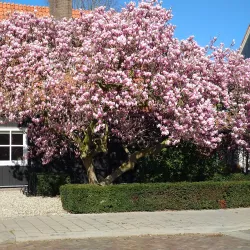 Uden City Park (Stadspark) - Uden