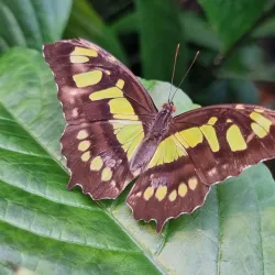 Botanical Gardens Utrecht (Universiteitsmuseum Tuinen) - Utrecht