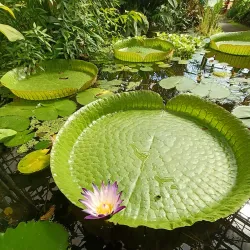 Botanical Gardens Utrecht (Universiteitsmuseum Tuinen) - Utrecht