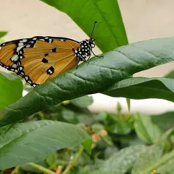 Botanical Gardens Utrecht (Universiteitsmuseum Tuinen) - Utrecht