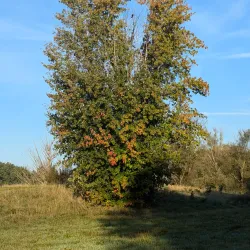 Park Borgerswold - Veendam