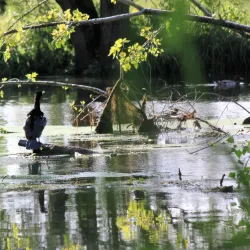 Kleine Dommel River - Veldhoven