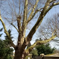 Sint-Willibrorduskerk - Veldhoven