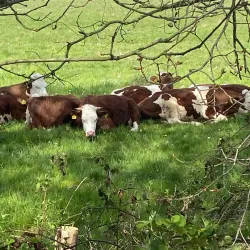 Veldhovense Heide - Veldhoven