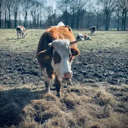 Veldhovense Heide - Veldhoven