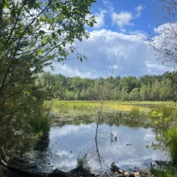 Veldhovense Heide - Veldhoven