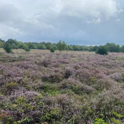 Veldhovense Heide - Veldhoven