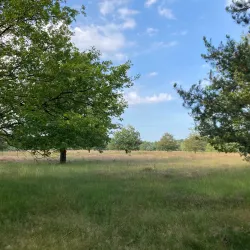 Veldhovense Heide - Veldhoven