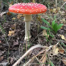 Veldhovense Heide - Veldhoven