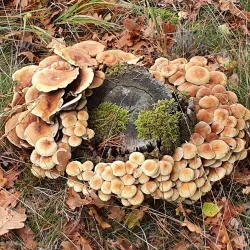 Veldhovense Heide - Veldhoven