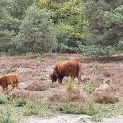 Veldhovense Heide - Veldhoven