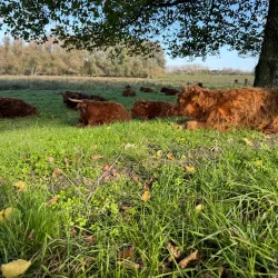 Broekpolder Park - Vlaardingen