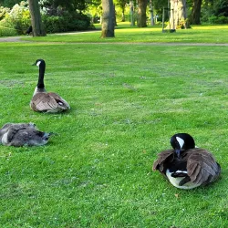 Het Vlaardingse Hof - Vlaardingen