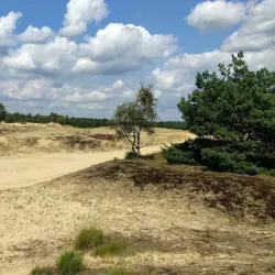 De Loonse en Drunense Duinen National Park - Waalwijk